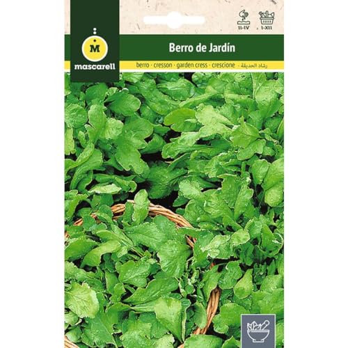 Mascarell Semillas, BERRO DE JARDÍN, Semillas de Hierbas Aromáticas para Plantar, Crea tu Propio Huerto en Casa, 15 Gramos