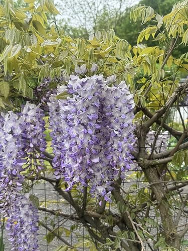 Blauregen Wisteria sinensis 3 Samen (Schöne blühende Kletterpflanze...