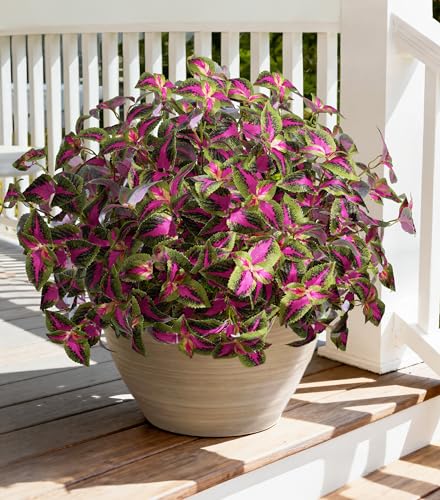 florisso Artificial Greenery Plants Outdoor, Faux Coleus Plants UV Resistant Silk Plants with Stems, Fake Plants for Outside Garden Patio Hanging Planter Pathway Front Porch Decoration(Red)
