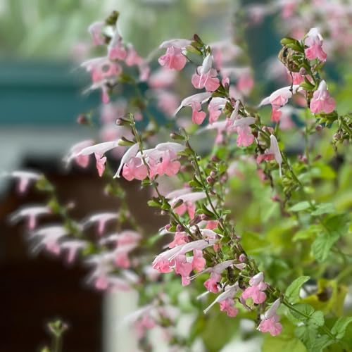 Semillas de salvia - semillas de Salvia japonica - raras de jardín perennes 350pcs