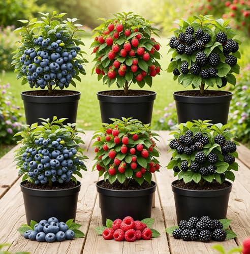 6 Pack Berry Grower Live Plants Bundle 2 Blueberry 2 Raspberry & 2 BlackBerry Bushes Fruit Plants for Outdoor Garden or Containers Easy to Grow Edible Berry Starter Kit