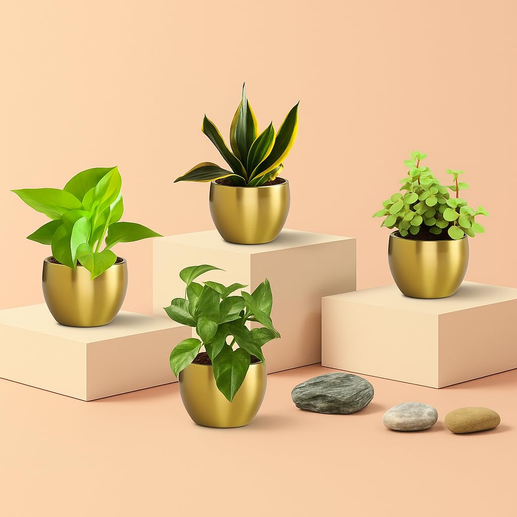 Air Purifying Plants for Home | Indoor Oxygen Plants Combo | Air-Purifier Plants with Pot-image-25