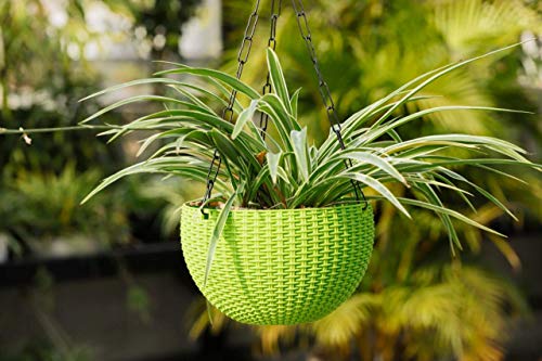 Image of Go Hooked Green Hanging Planters, 7.1 inch Diameter, 4.8 inch Height, 3mm Thickness, 13 inch Chain, 3 Pieces