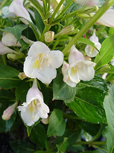 Proven Winners - Weigela florida Sonic Bloom Pearl (Reblooming Weigela) Shrub, white flowers, #3 - Size Container