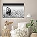 Merchandise 24/7 Lion Poster Black & White (36