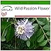 Produktbild SAFLAX - Heilpflanzen - Passionsblume - 5 Samen - Mit keimfreiem Anzuchtsubstrat - Passiflora incarnata