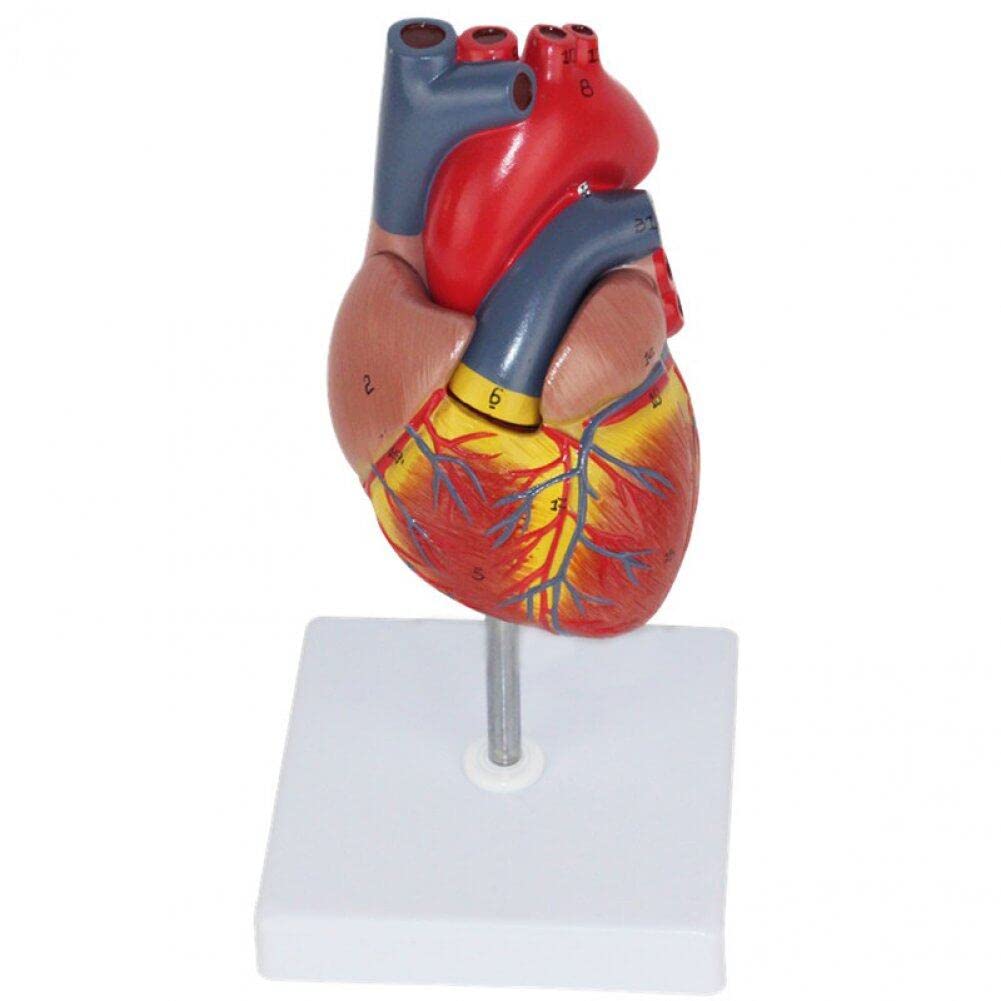 Cœur humain Wudaizhi 1:1 pour comprendre l'anatomie sans manuels complexes