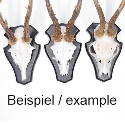 GTK - Geweihe & Trophäen KRUMHOLZ 5 Stück REH Bock Schild Trophäenschilder mit 1 Kieferfach in Eiche dunkel