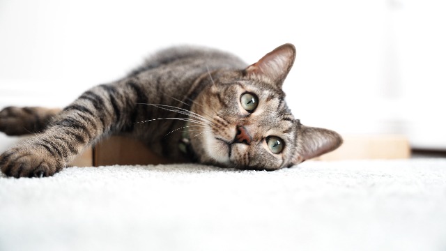 Amazon.com : Necoichi Cardboard Cat Scratcher Bed for Indoor Cats