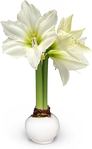 Miniatura 3 de Bombilla de amarilis encerada, flores blancas de cera blanca, no necesita agua, flor de invierno extra grande para interiores, Año Nuevo, Galentino