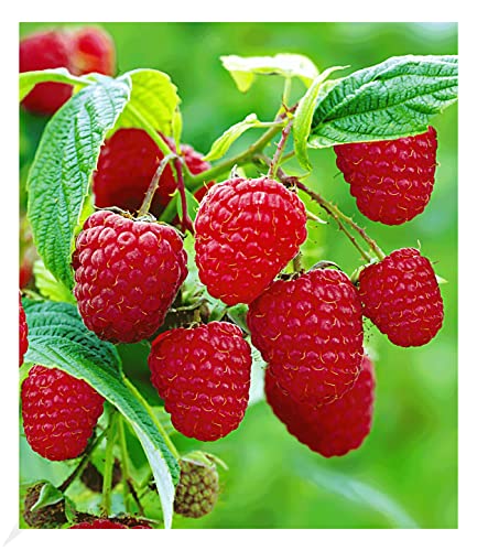 BALDUR Garten 3x Rote Himbeeren TwoTimer® Sugana®, Pflanzen im 2 Liter-Topf, Rubus idaeus,...