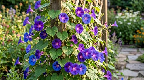 Image of Low Maintenance Hybrid Flower Seeds Combo Pack- All Year Flower Seeds Supply (15 VARIETY ALL YEAR PLANTING)