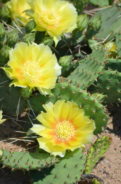6 Pads, Eastern Prickly Pear Cactus for Growing, Succullent Plant, Ornaments Perennial Garden Simple to Grow
