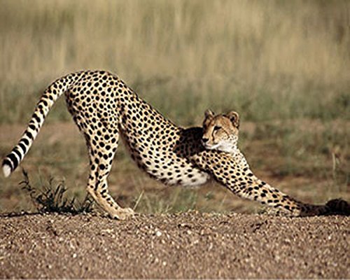 Amazon | アフリカチータージャングル野生生物ジェームズ・ジョーンズ