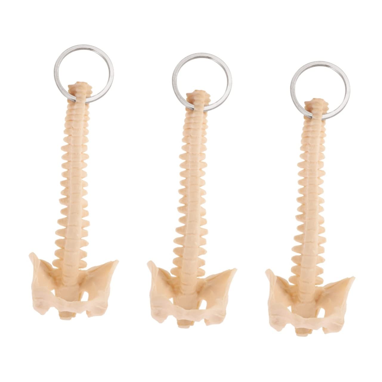 iplusmile 3pcs Human Spine Model Novelty Keychain Keychain Spine Keyring Spine Ring Plastic Pendant Keychain Model Ring Cars Toy Puzzle Decorate Child Pvc