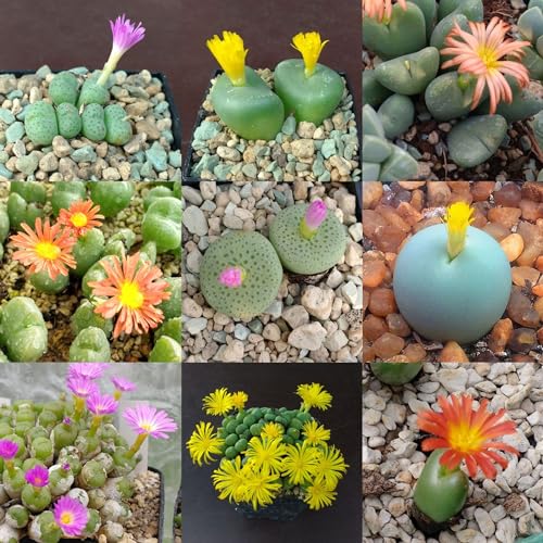 SUNNYPLANTS - Conophytum-Mischsamen, Sukkulentensamen, Lebender Steine, Lithops Samen, Lebende Steinsamen, Kieselpflanzensamen, Lithop Samen, Lithops (20)