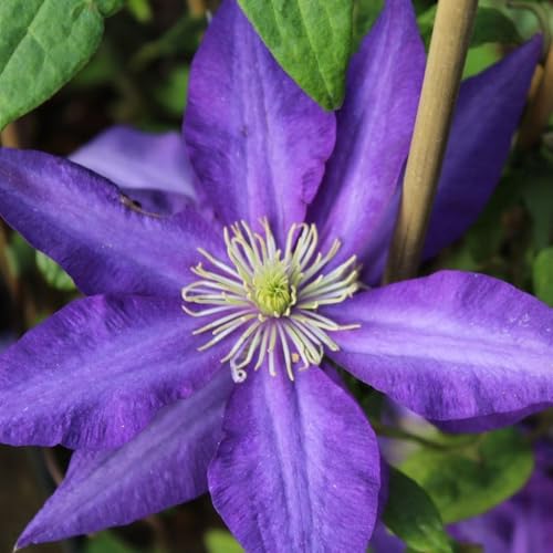 Carbeth Plants 1 x Clematis Daniel Deronda Climbing Plant in 9cm Pot - Purple Blue Summer Flowering Garden Ready Shrub - Deciduous Outdoor Climber for Walls, Fences or Trellis