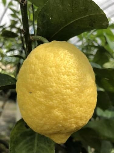 y_z|݂ށ@F{@̃iX{j4kgy①z