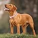 HEELE Hundehalsband Leder Hundehalsband mit gepolstert und echtes Leder, Verstellbar, Halsband für Welpen Kleine Hunde, Rosa, XS