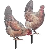 polli ornamentali razze Decorativi da : con un aspetto realistico, da renderà e naturale, decorazione del da
