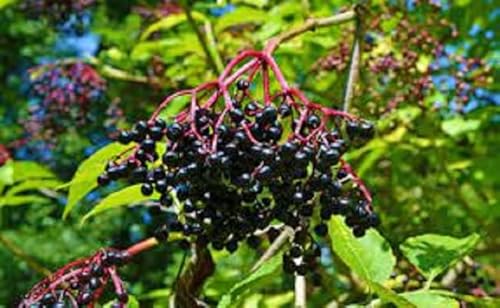 Nouveau frais 100pcs graines de plantes de sureau