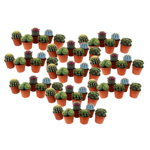 Plant in a Box - Mini-cactus - Mélange de 60 Pièces - Vrais Cactus - Pot 5.5cm - Hauteur 5-10cm
