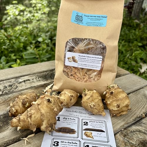 Sunchokes by Greenhouse PCA 6 tubers