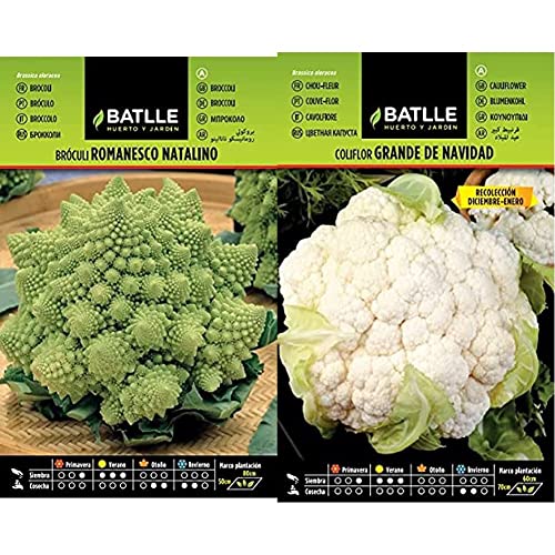 Semillas Batlle Broculi ROMANESCO NATALINO & Coliflor grande NAVIDAD (dic-en)