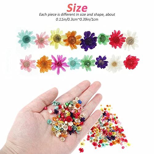 710 pcs Flores secas para manualidades DIY miniatura 4
