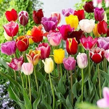 100pcs Mixed Tulip Flowers Seeds