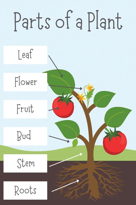 Go Green Tale Kids Learning Wall Poster On Parts Of A Plant|Early Education Poster For Classroom, Kindergarten|1Pc
