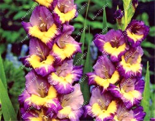Fresca 100pcs SEMI gladiolo Fiori di Colore Giallo Piantare Violeta
