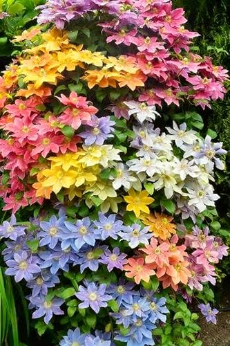Mixed Clematis Seeds 200+ Perennial Vine Flower Seeds Non-GMO Heirloom Stunning Purple Pink Blue & White Blooms Easy to Grow