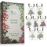 baumschule horstmann 🌳 UNSER BONSAI PFLANZEN AUFZUCHT SET ENTHÄLT Mammutbaum Samen, Japanische Schwarzkiefer, Schnee Eukalyptus Pflanze, Europäische Lärche, Judasbaum, Felsenkirsche und den Gemeinen Liguster