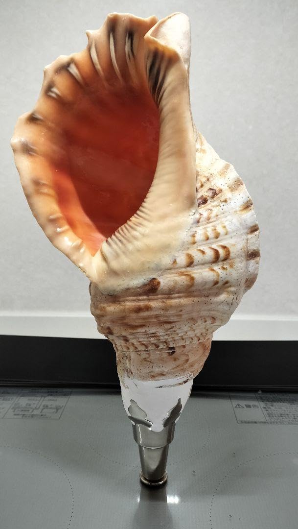 法螺貝2 笛太郎 法螺貝2個 笛太郎様専用 法螺貝2個