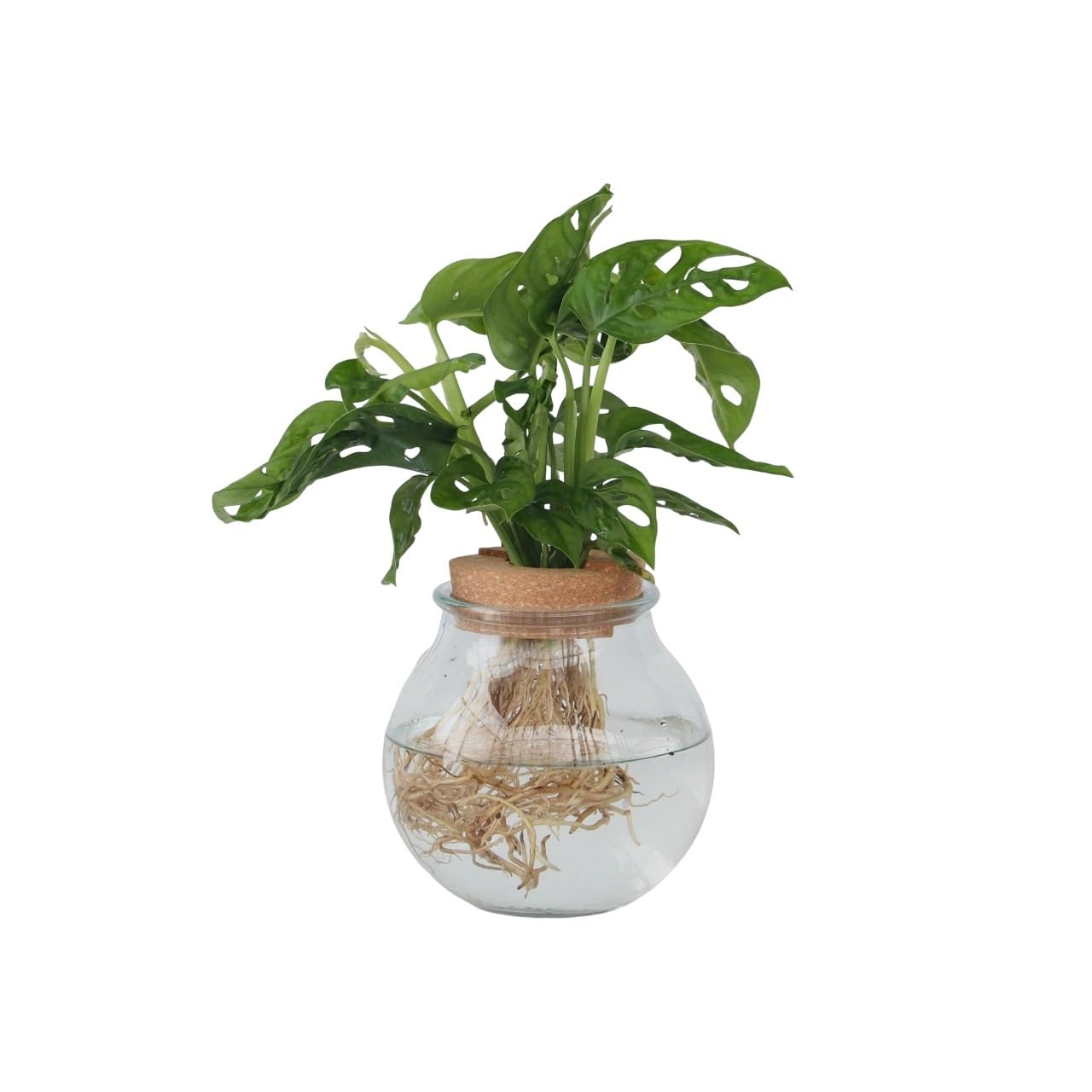 Plant in a Box - Monstera 'Affenmaske' im Glas  Fensterblatt  Hydrokultur   Zimmerpflanze im Wasser : Amazon.de: Garten