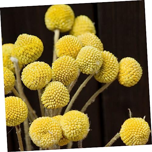 Cabilock 20 piezas flores secas Craspedia para decoración miniatura 2