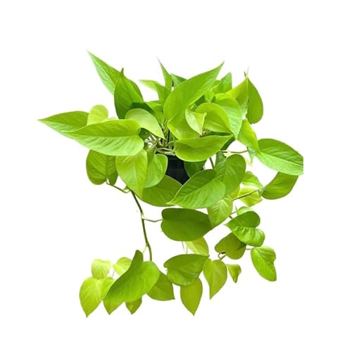 Epipremnum Aureum - Golden Neon Pothos Trailing Plant (Medium)