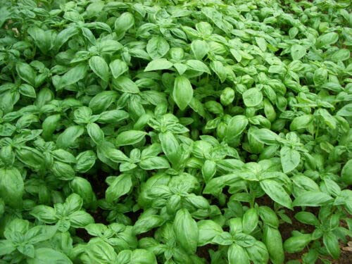 50 SEMI DI BASILICO GENOVESE OU CLASSIQUE