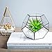 Glass Terrarium Brass Pentagon Regular Dodecahedron Geometric Container, LoveNite Sphere Terrarium Desktop Planter for Succulent Fern Moss Air Plants (Gold)