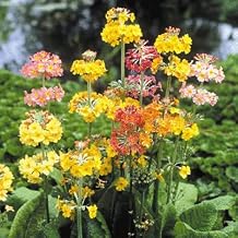 100 Seeds Primula Candelabra Mix Useful Easy for Grow Garden