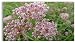 Swamp Milkweed for Monarchs (Asclepias incarnata) 150 Certified Pure Live Seed, true Native seed