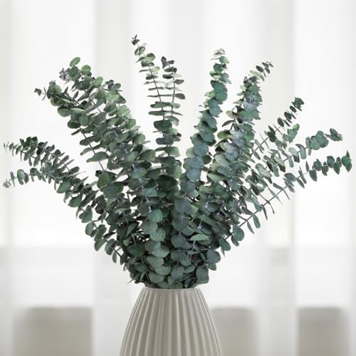 16PCS Preserved Eucalyptus Stems – 17" Natural Dried Eucalyptus for