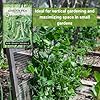 Sow Right Seeds - Telephone Pea Seeds for Planting - Non-GMO Heirloom Packet with Instructions to Grow an Outdoor Home Vegetable Garden - Tall, Productive Vining Plant - Sweet Shelling Pods (1) #4