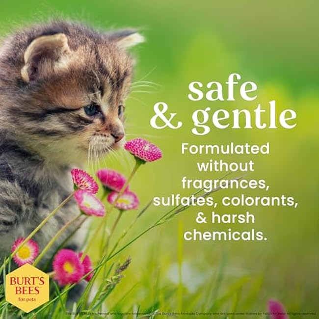 Burt's Bees for Pets Tearless Kitten Shampoo with Buttermilk, 99.3% Natural Origin Formulas, Pet Shampoo for Cats, Gentle Cat Shampoo, Cat Shampoo for Itchy Skin, 10 oz-B5kAogcG