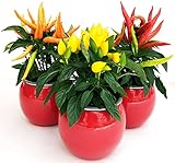 POWERS TO FLOWERS