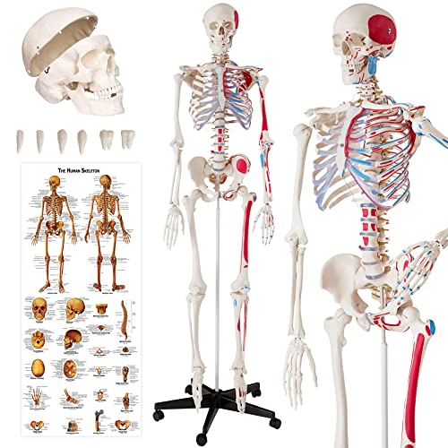 ARTICOLAZIONI PRINCIPALI MOBILI PER UN'ESPERIENZA INTERATTIVA: Le principali articolazioni del modello, tra cui gomito, mano e ginocchio, sono mobili, consentendo agli utenti di simulare movimenti reali del corpo umano. Questa caratteristica interattiva rende il modello uno strumento indispensabile per corsi di anatomia, fisioterapia e altre discipline mediche.