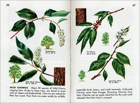 Trees: Revised And Updated (A Golden Guide From St. Martin's Press) #TOP3