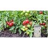 Potassium Polyacrylate Water Storing Crystals for Plants 20 Pounds