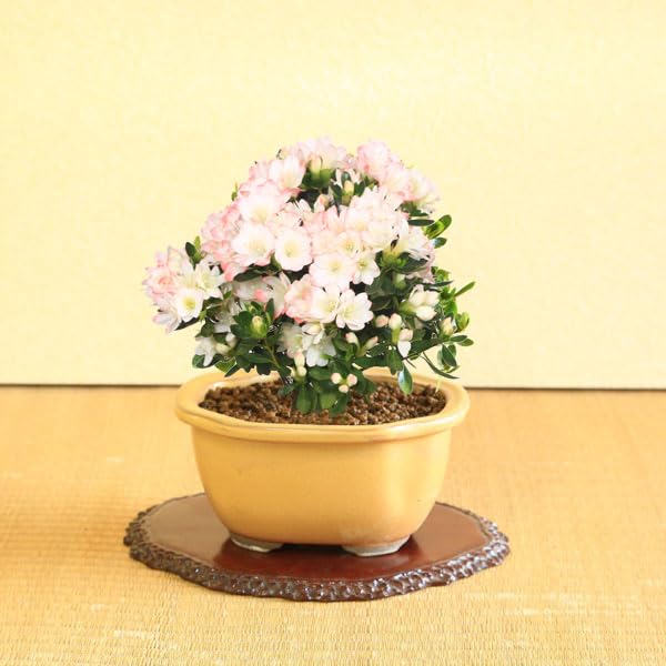 Amazon.co.jp: 母の日ギフト盆栽：母の日開花久留米つつじ*(陶器鉢入り